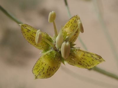 Frasera paniculata, photographed by Nolan Exe