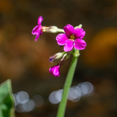 Primula parryi, photographed by Dominic Gentilcore