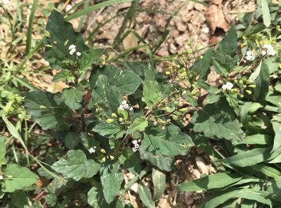 Boerhavia erecta, photographed by Tyler Cannon