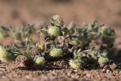 Calotis hispidula, photographed by Kym Nicolson