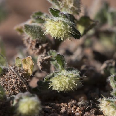 Calotis hispidula, photographed by Kym Nicolson