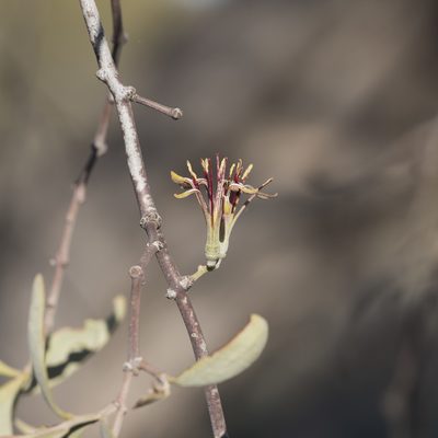 Amyema quandang, photographed by Kym Nicolson