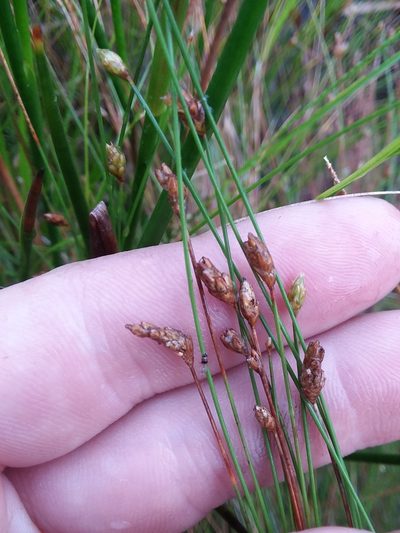 Eleocharis tuberculosa, photographed by Will McFarland