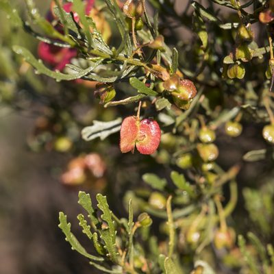 Dodonaea lobulata, photographed by Kym Nicolson