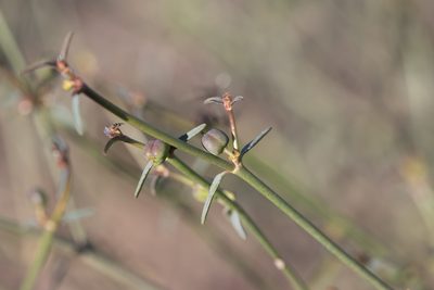 Euphorbia tannensis, photographed by Kym Nicolson