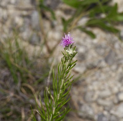 Vernonia lindheimeri, photographed by Michelle W. （鍾偉瑋）