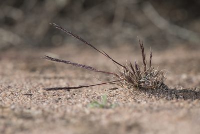 Tripogonella loliiformis, photographed by Kym Nicolson