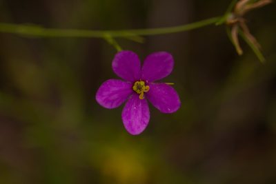 Sabatia campanulata, photographed by Jessica