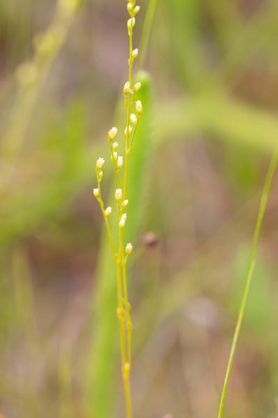 Bartonia paniculata, photographed by Jessica