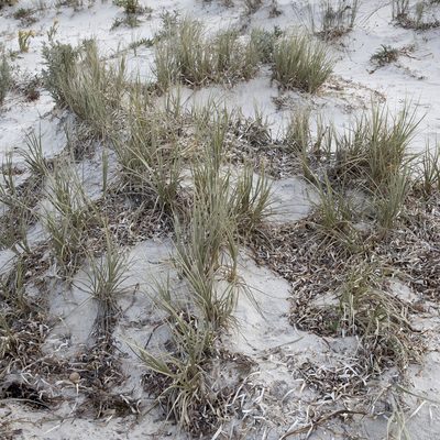 Spinifex hirsutus, photographed by Kym Nicolson