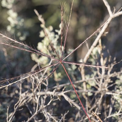 Enteropogon acicularis, photographed by Kym Nicolson