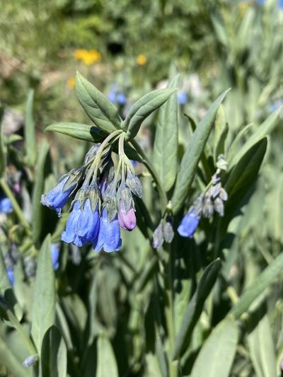 Mertensia arizonica, photographed by Matt Berger
