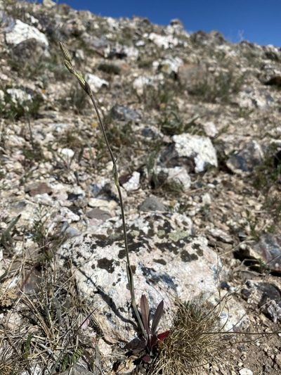 Silene drummondii, photographed by Matt Berger