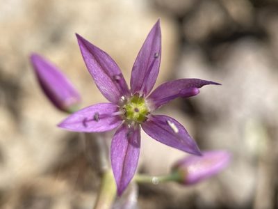 Allium bisceptrum, photographed by Matt Berger