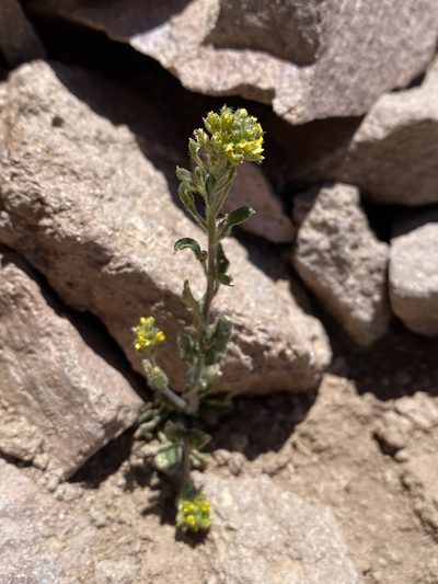 Draba aurea, photographed by Matt Berger