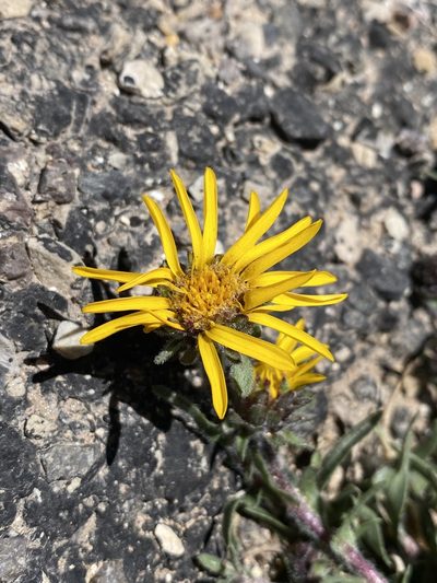 Pyrrocoma clementis, photographed by Matt Berger