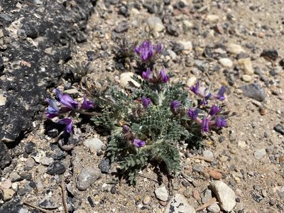 Oxytropis oreophila, photographed by Matt Berger