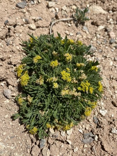 Lomatium minimum, photographed by Matt Berger