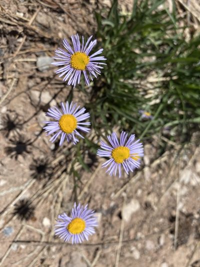 Erigeron ursinus, photographed by Matt Berger