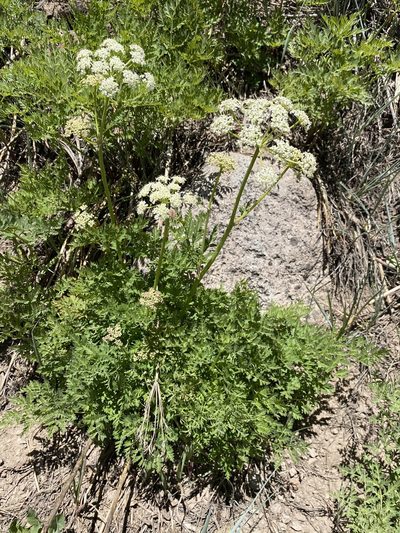 Ligusticum porteri, photographed by Matt Berger