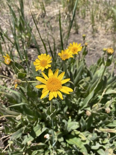 Arnica mollis, photographed by Matt Berger