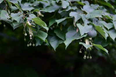 Tilia mandshurica, photographed by Yi CHEN