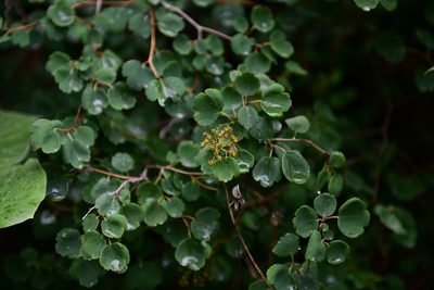 Spiraea trilobata, photographed by Yi CHEN