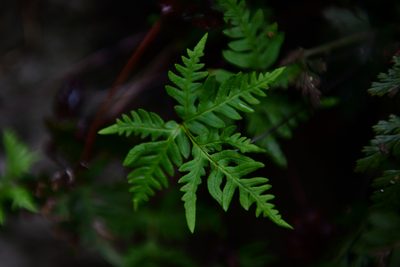 Aleuritopteris argentea, photographed by Yi CHEN