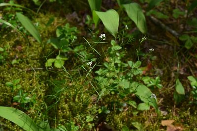 Asperula tinctoria, photographed by Natalya Ivanova