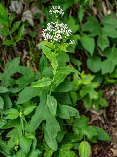 Peltaria alliacea, photographed by rainerburkard