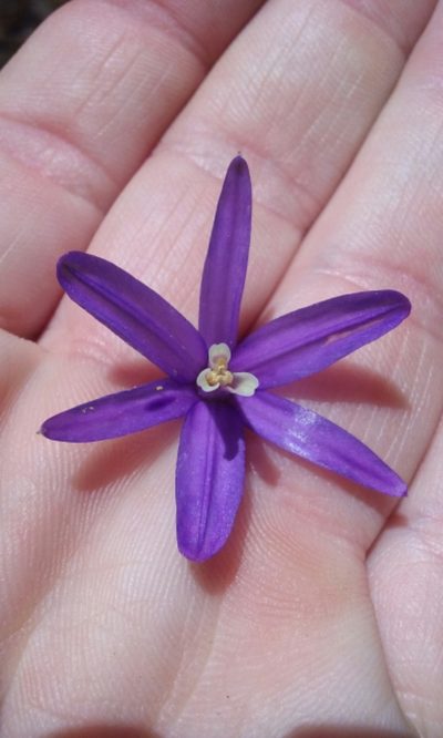 Brodiaea leptandra, photographed by rockybajada