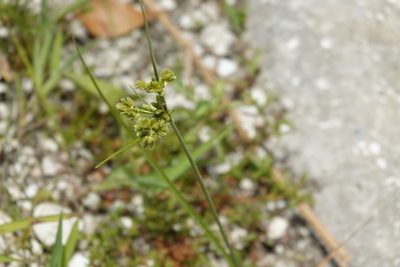 Cyperus virens, photographed by Claire Herzog