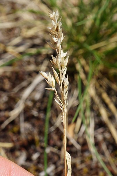 Poa badensis, photographed by Patrick Hacker