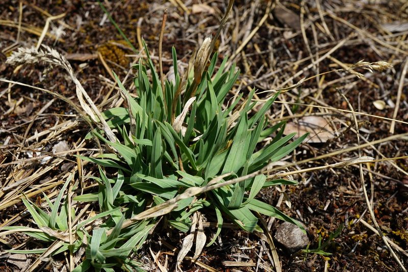 Poa badensis, photographed by Patrick Hacker
