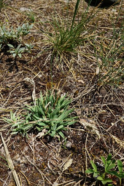Poa badensis, photographed by Patrick Hacker