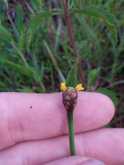 Xyris stricta, photographed by Will McFarland