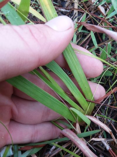 Xyris stricta, photographed by Will McFarland