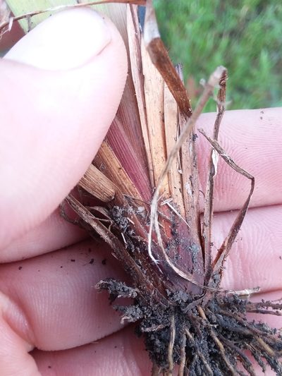 Xyris stricta, photographed by Will McFarland