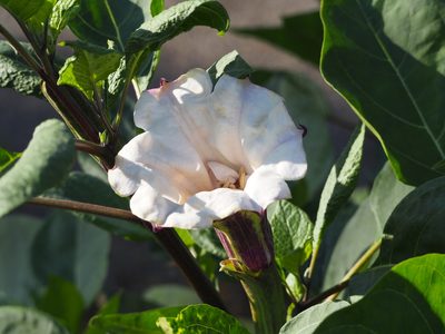 Datura metel, photographed by 葉子