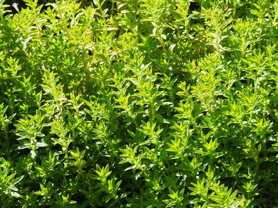 Limnophila chinensis, photographed by 葉子