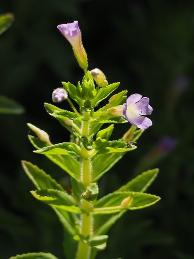 Limnophila chinensis, photographed by 葉子