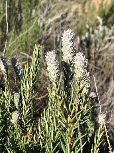 Phylica spicata, photographed by Dave Richardson
