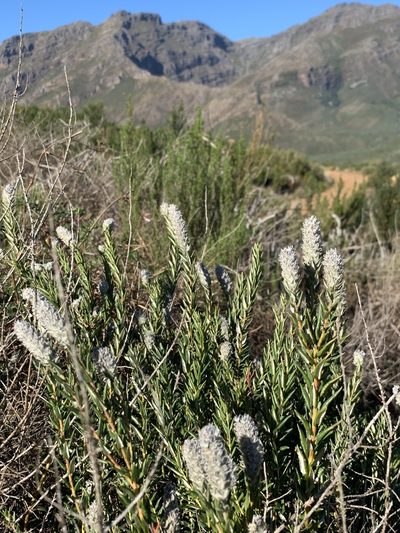 Phylica spicata, photographed by Dave Richardson