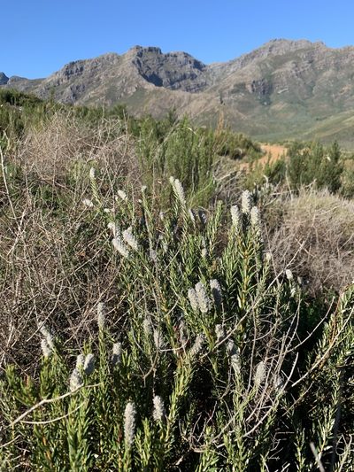 Phylica spicata, photographed by Dave Richardson