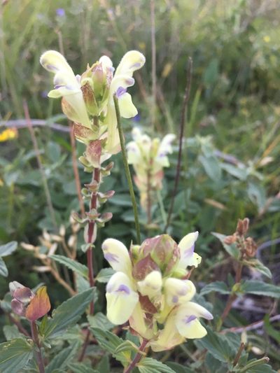 Scutellaria supina, photographed by Елена Патерикина
