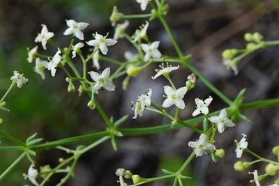 Galium lucidum, photographed by Patrick Hacker