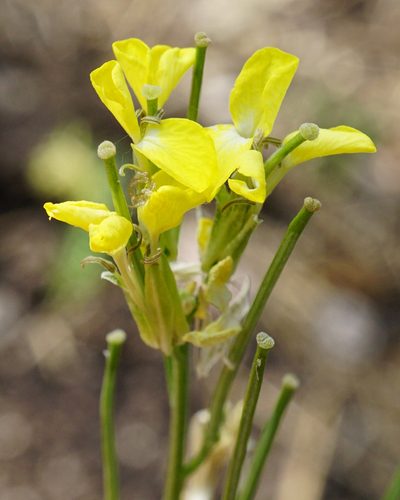 Erysimum andrzejowskianum, photographed by Patrick Hacker