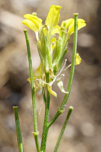 Erysimum andrzejowskianum, photographed by Patrick Hacker