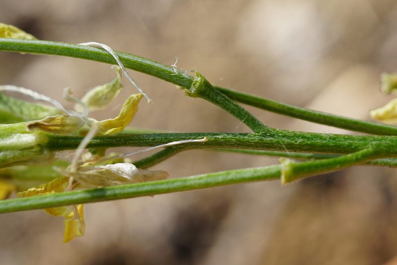 Erysimum andrzejowskianum, photographed by Patrick Hacker
