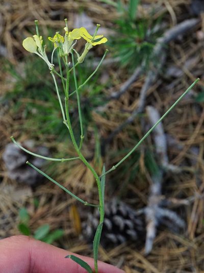 Erysimum andrzejowskianum, photographed by Patrick Hacker